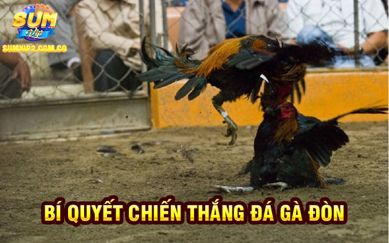 Bí Quyết Chiến Thắng Đá Gà đòn