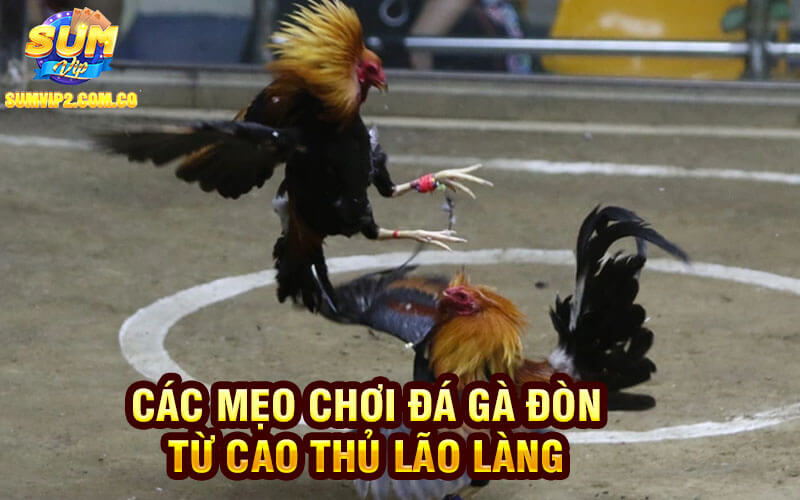 Các Mẹo Chơi Đá Gà đòn Từ Cao Thủ Lão Làng